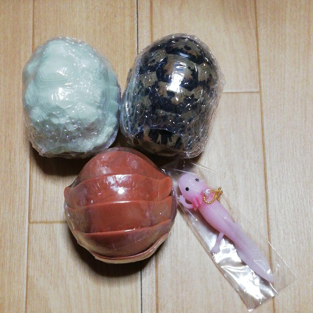 メルカリ リクガメ ダイオウグソクムシ ウーパールーパー セット おもちゃ 1 999 中古や未使用のフリマ メルカリ リクガメ ダイオウグソクムシ ウーパールーパー セット おもちゃ 1 999 中古や未使用のフリマ