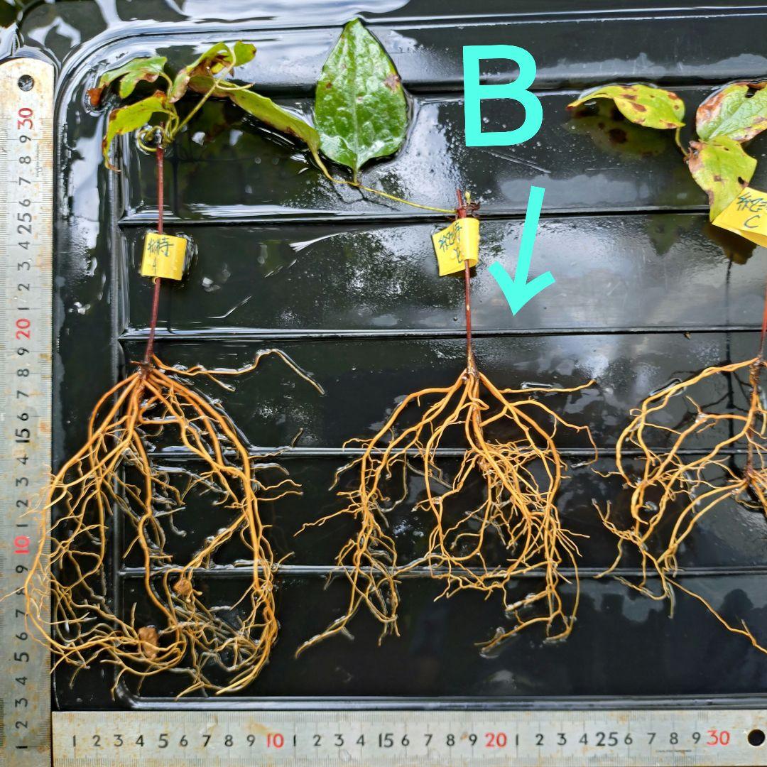四季咲き 旧枝咲き