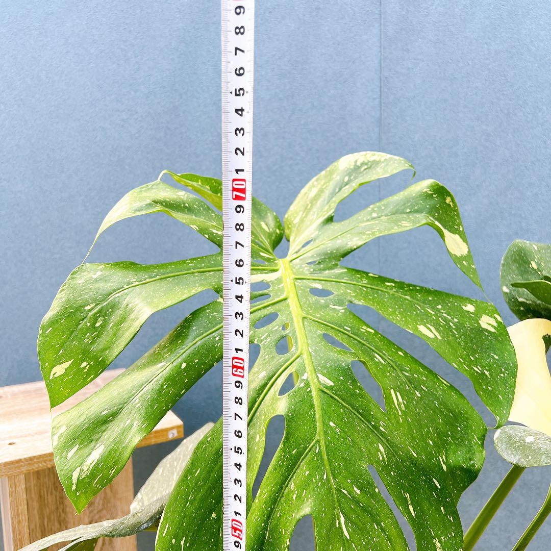 現品 モンステラ デリシオーサ 斑入り 33番 イエローモンスター 観葉植物 YUZUMIYA_COM