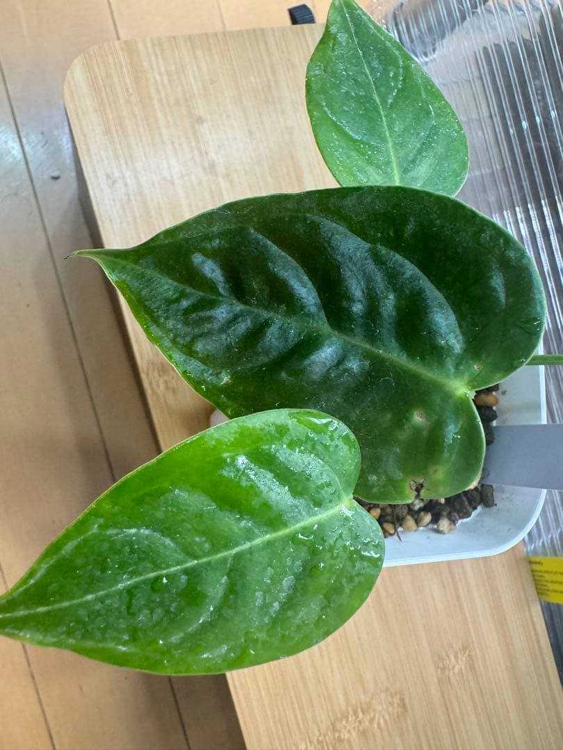 【お値下げ】アンスリウム ベイチー　Anthurium Veitchii