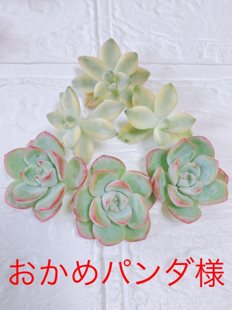 年中無休】 植物/観葉植物-多肉植物 韓国苗 おかめパンダ様確認用 - www.nexgenmedical.com 年中無休】 植物/観葉植物-多肉植物 韓国苗 おかめパンダ様確認用 - www.nexgenmedical.com