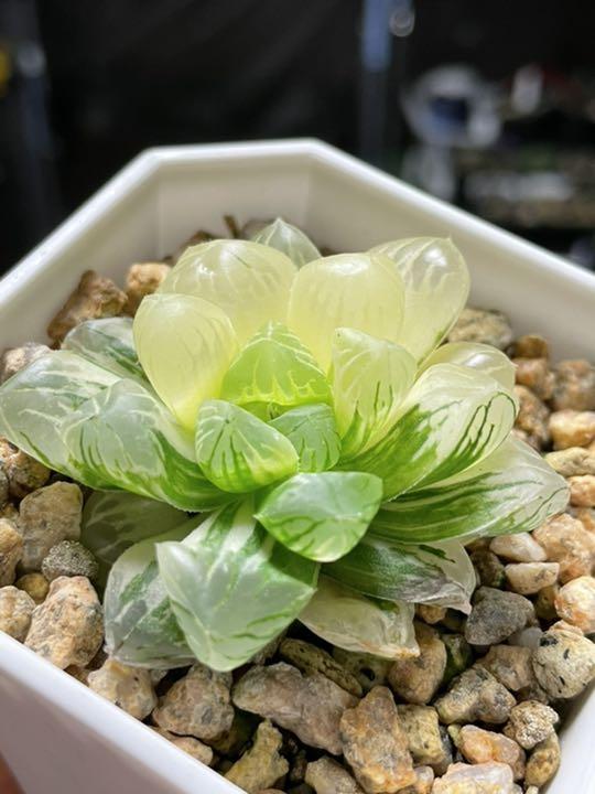 多肉植物 ハオルチア オブツーサ錦