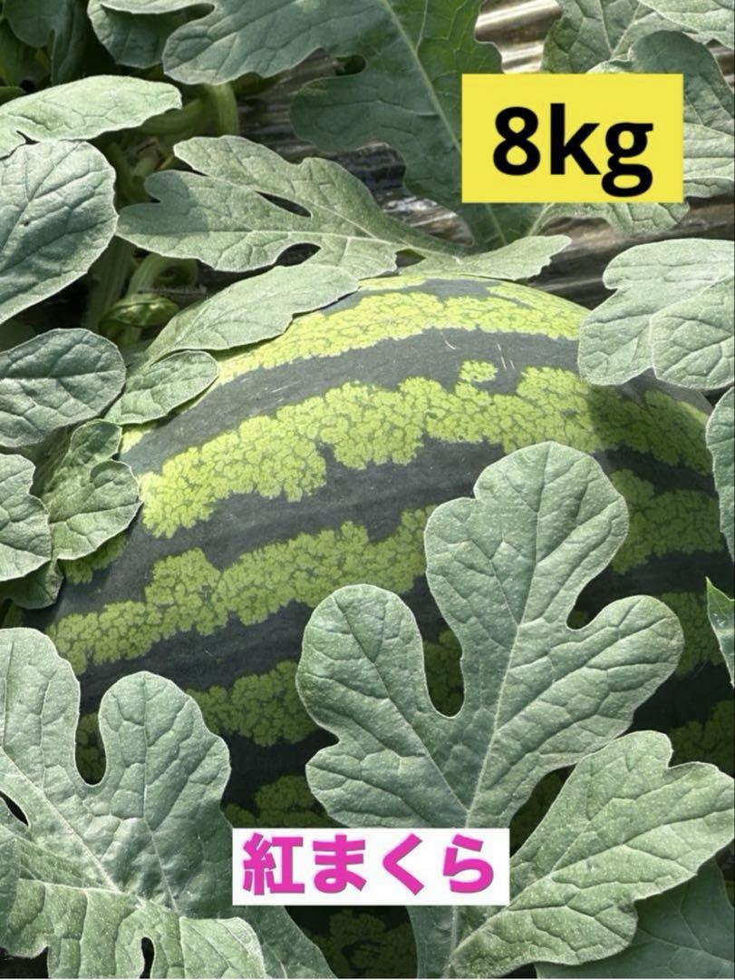 産地直送 熊本植木町スイカ【1玉入り】8kg