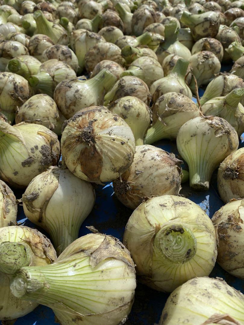 ⭕️秀品10Kg、秀品3Kg⭕️淡路島新玉ねぎ　たまねぎ　玉葱