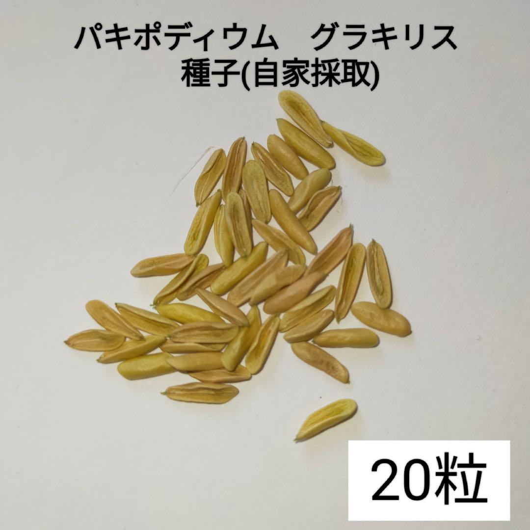 パキポディウム グラキリス 種子 20粒 - メルカリ