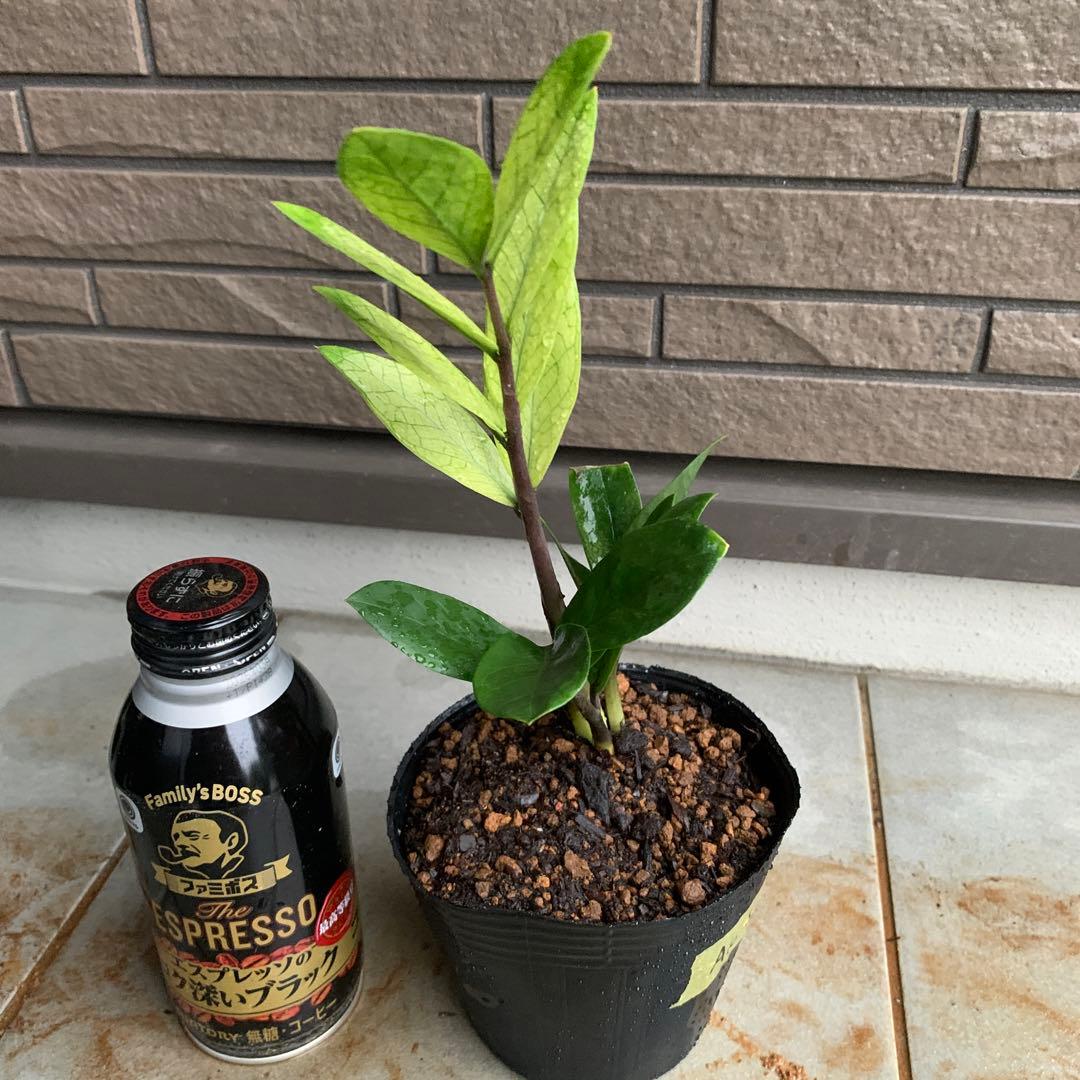 Zamioculcas zamifolia Akebono Mint - メルカリ