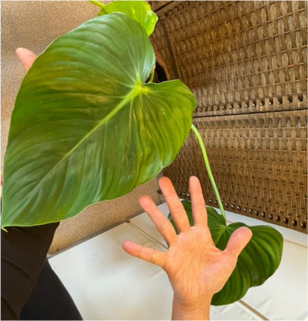 フィロデンドロン パスタザナム 特大 - 植物/観葉植物