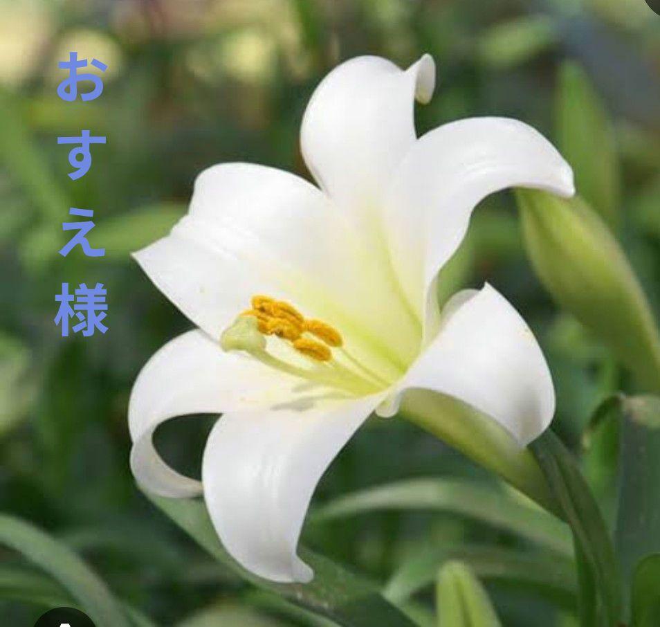 おすえ様　オーダー