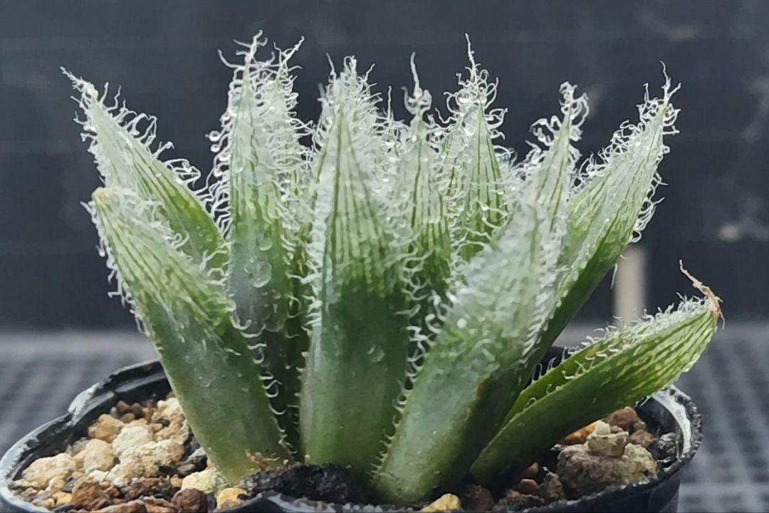 ハオルチア　白銀の露　カット苗(発根済み) y.teramachi | 2024.11.15 ハオルチア “白銀の露” #haworthia
