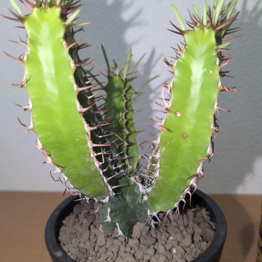 ユーフォルビア　ムランジーナ　実生 （鉢付き）