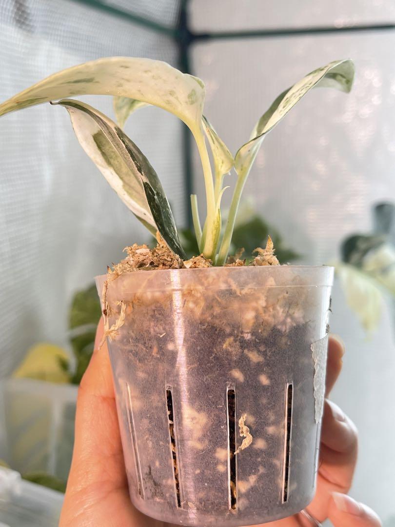 Scindapsus Acintya Mutated スキンダプサス