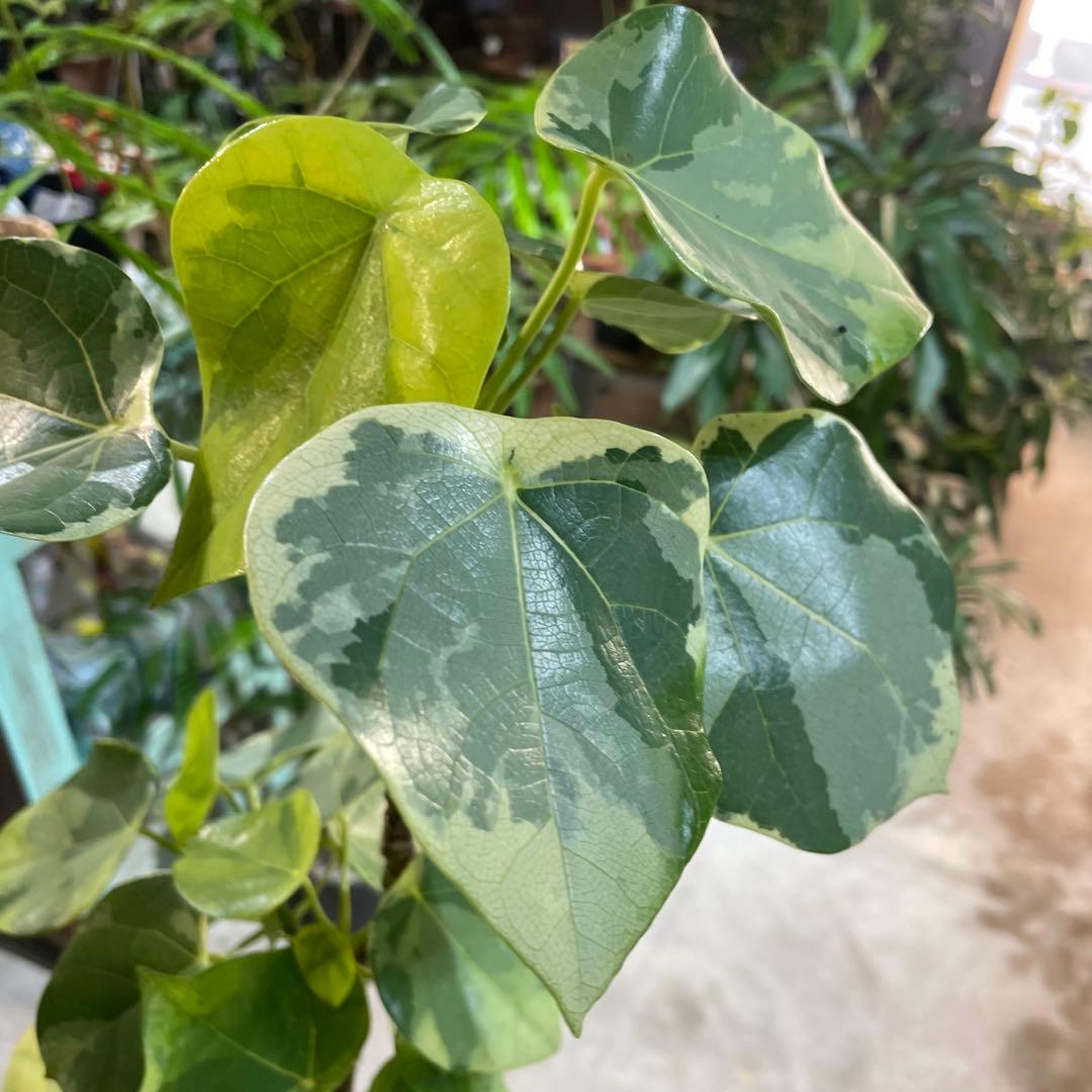 ラブリハート　ハスノハギリ6号 　250903 1