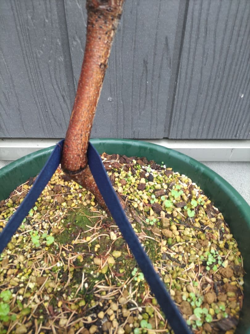 バンクシア ヒースバンクシア 大株 引取り限定 川崎市幸区 バンクシア ヒースバンクシア 大株 引取り限定 川崎市幸区