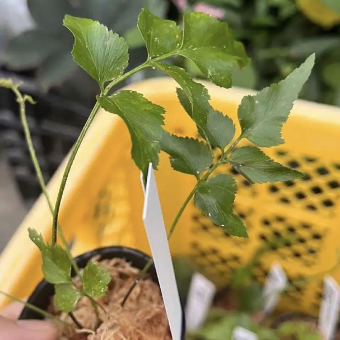 Asplenium polyodon ムニンシダ 母島産