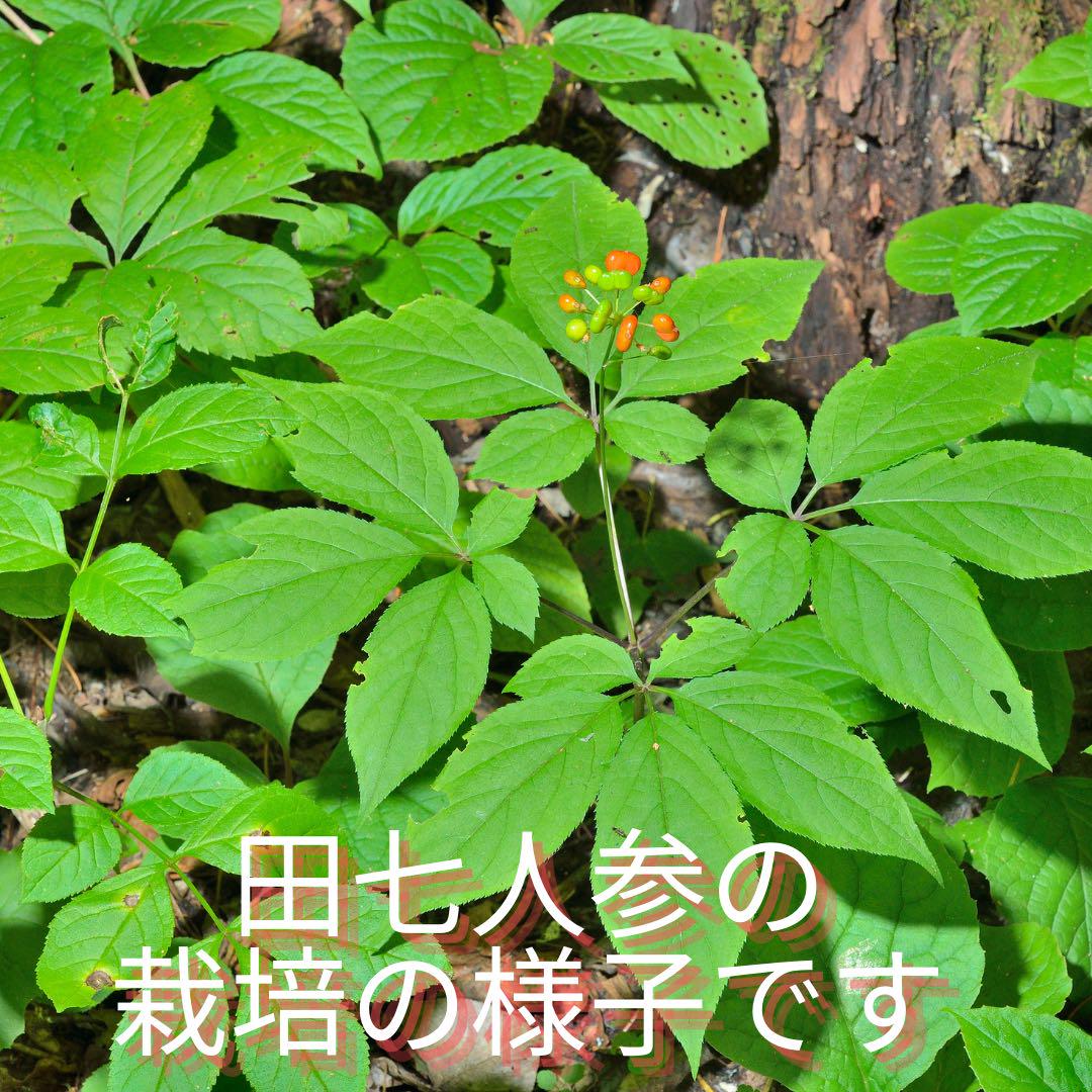 体調の変化を実感するために、田七人参は、まず3ヶ月分の服用をお勧めします。