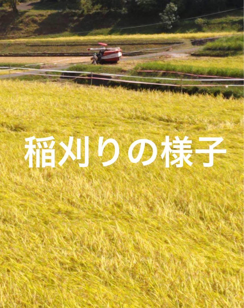 白米10キロ　SH