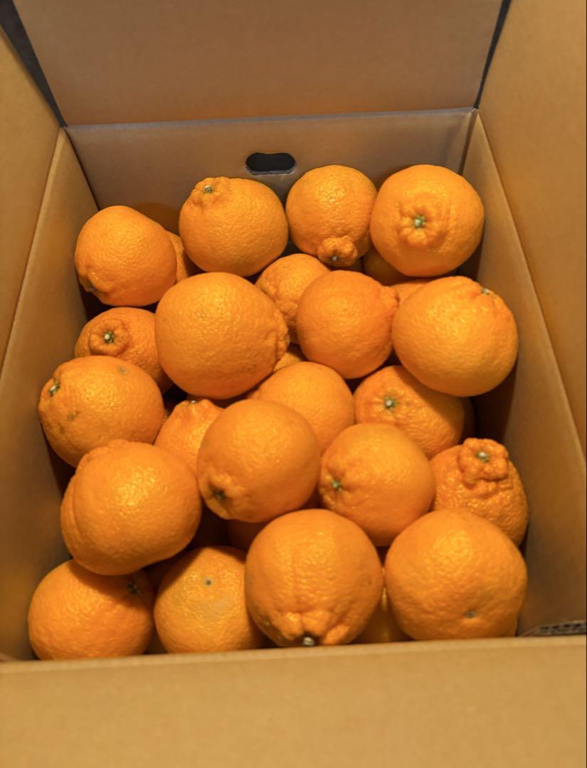 愛媛県産 不知火(デコポン)箱込み約9kg