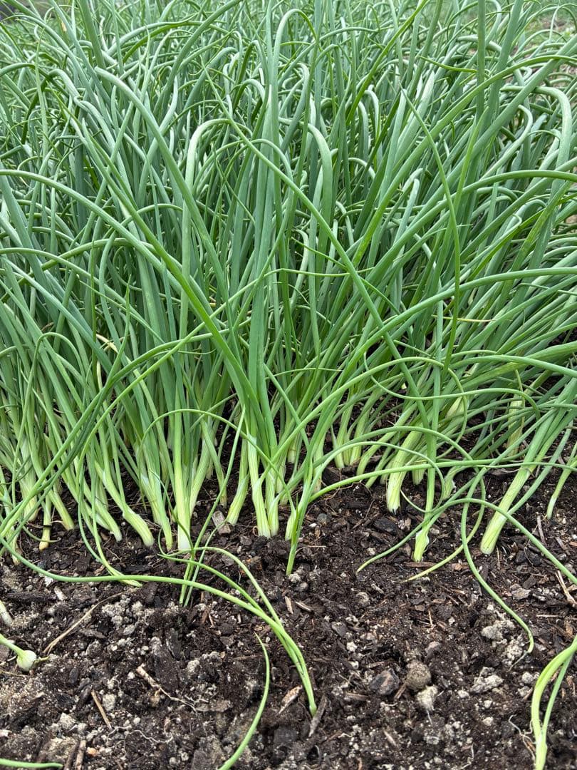 玉ねぎ苗