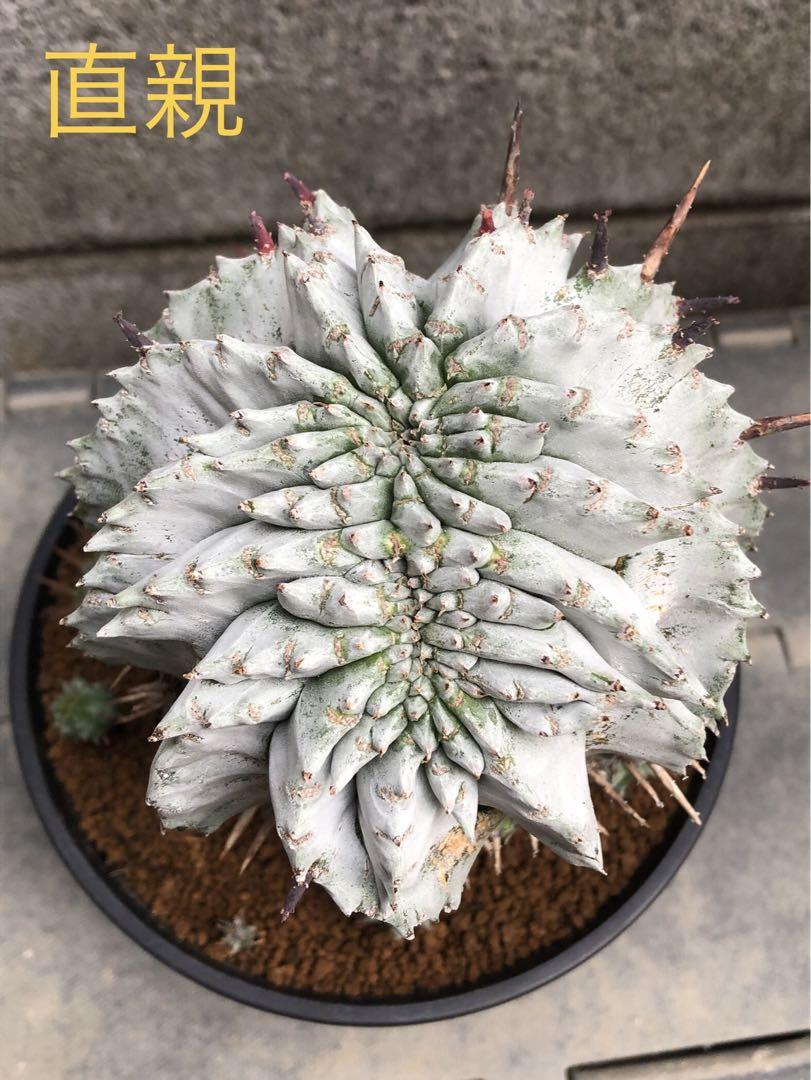 白虎 カキコ ユーフォルビア ポリゴナ ホリダ モンスト 綴化
