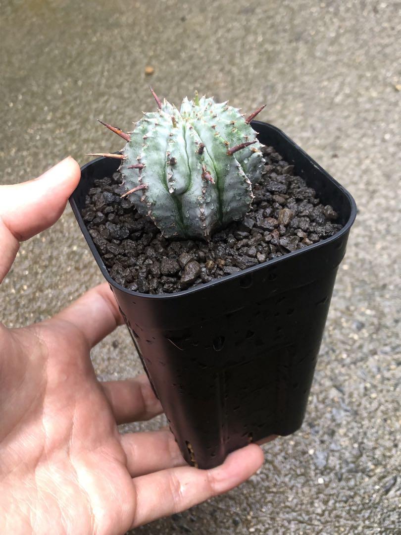 白虎 カキコ ユーフォルビア ポリゴナ ホリダ モンスト 綴化 白虎 カキコ ユーフォルビア ポリゴナ ホリダ モンスト 綴化
