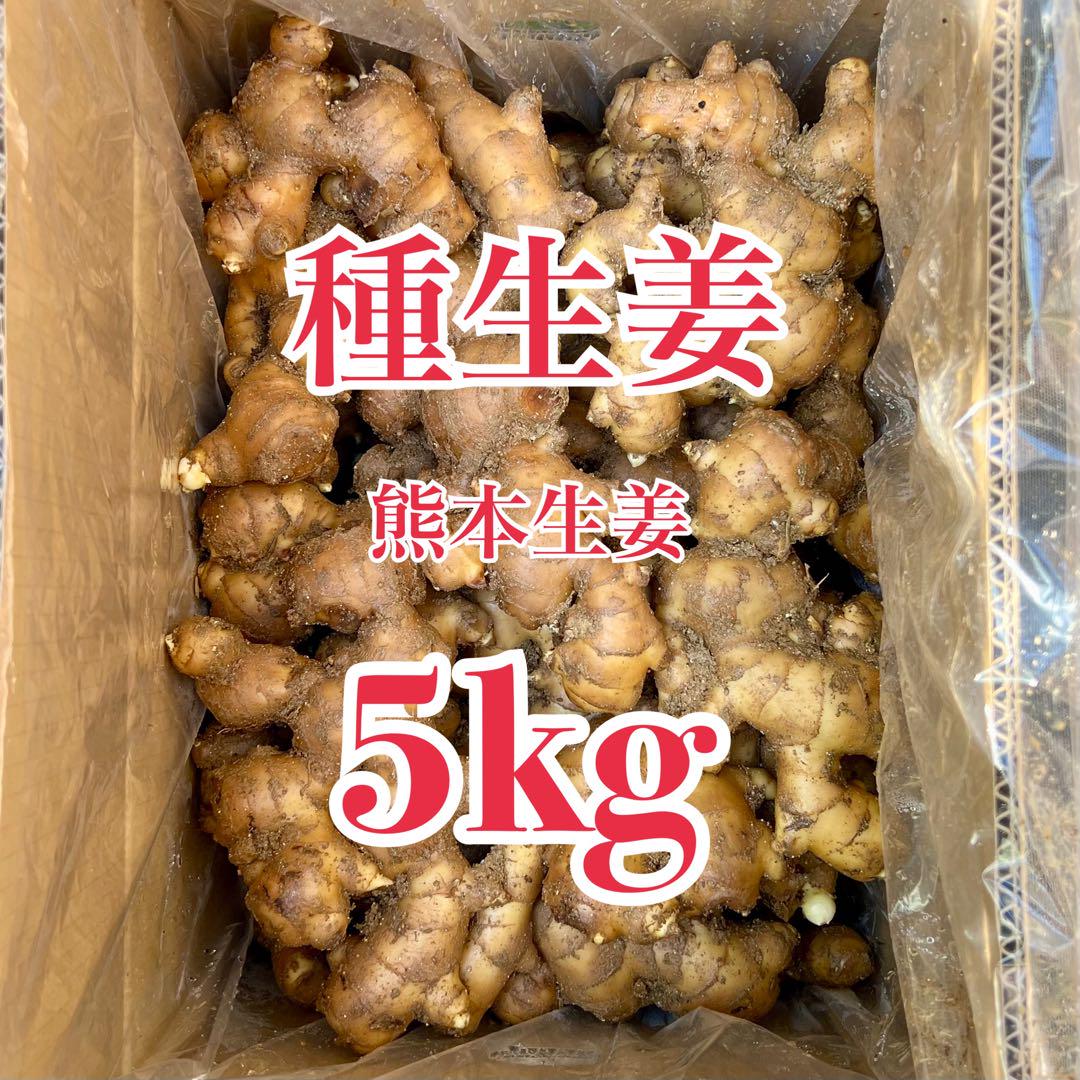 種生姜 熊本生姜 5キロ
