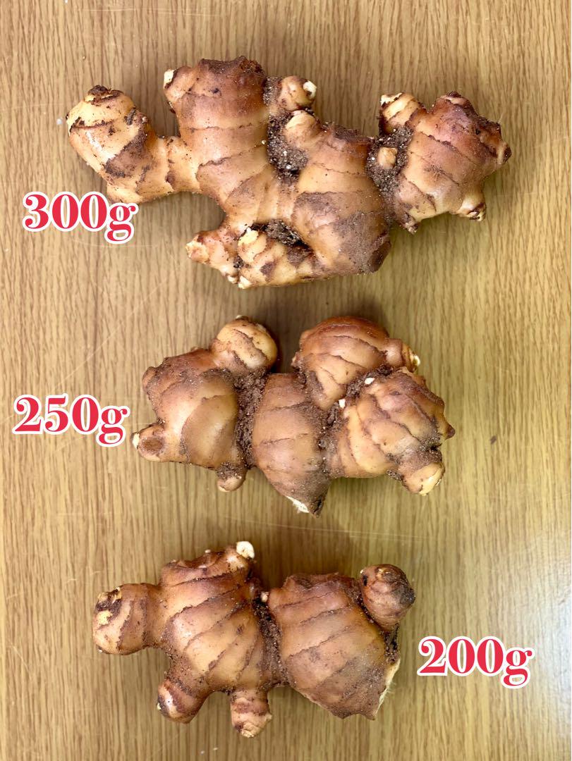 種生姜 熊本生姜 5キロ 種生姜 熊本生姜 5キロ