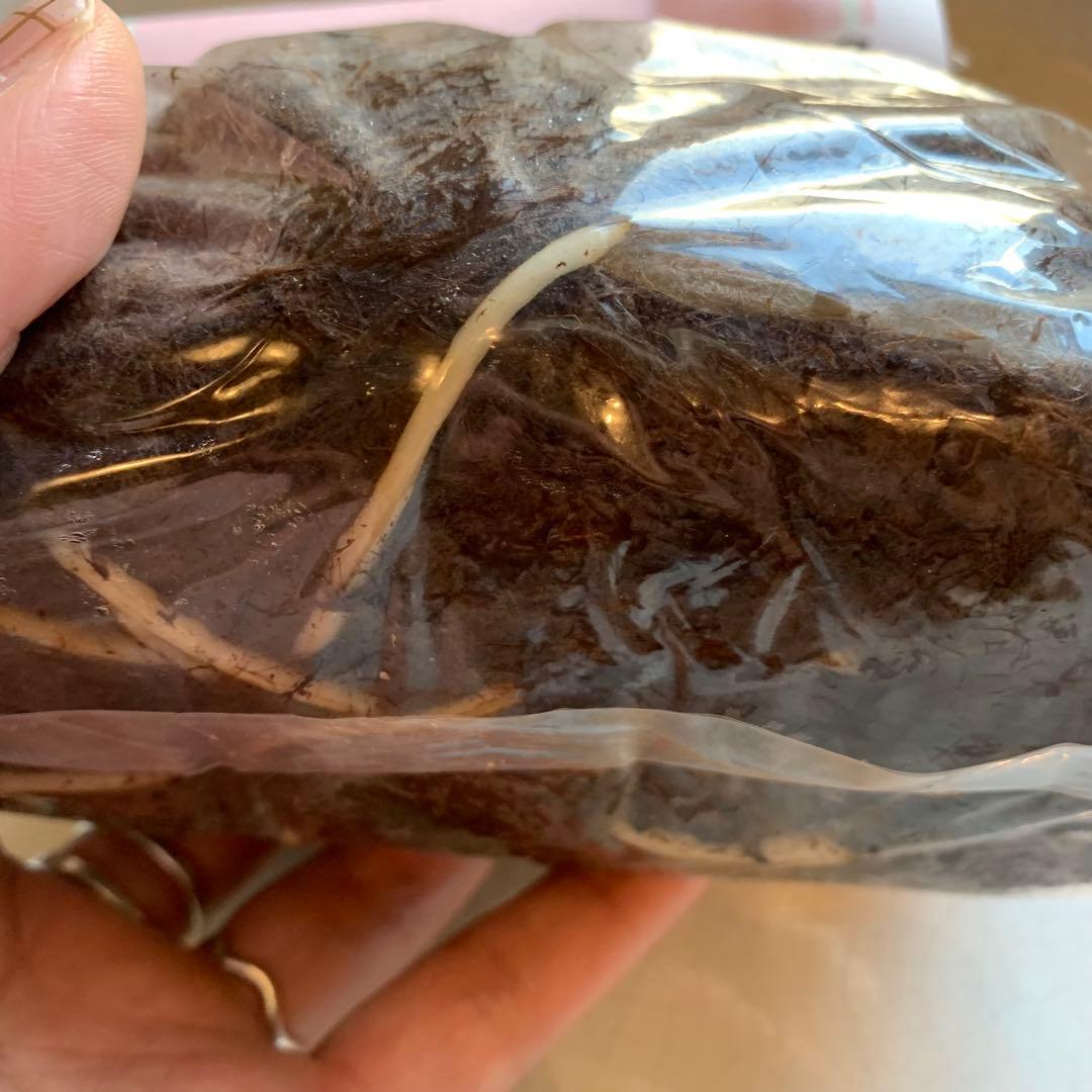 超特大球 フリチラリア ペルシカ ブラック 一球 超特大球 フリチラリア ペルシカ ブラック 一球