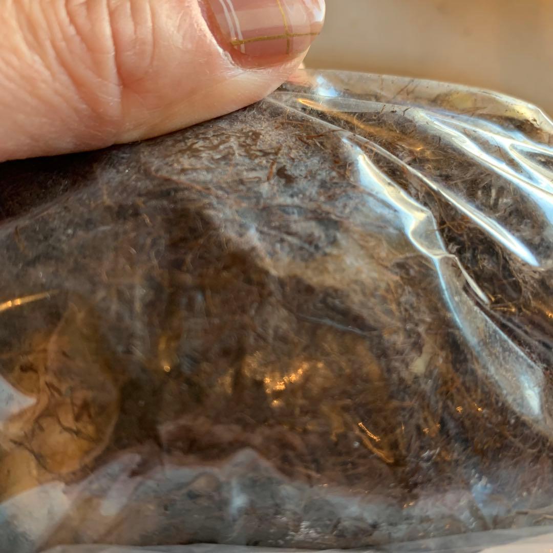 超特大球 フリチラリア ペルシカ ブラック 一球 超特大球 フリチラリア ペルシカ ブラック 一球