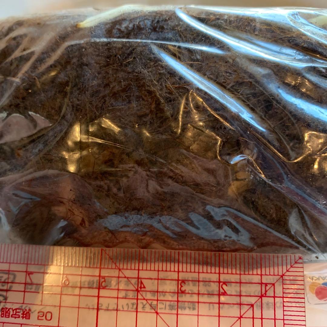 超特大球 フリチラリア ペルシカ ブラック 一球 超特大球 フリチラリア ペルシカ ブラック 一球