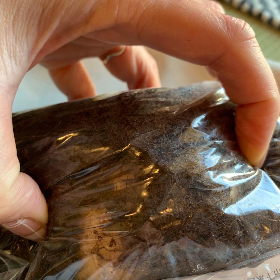 超特大球 フリチラリア ペルシカ ブラック 一球 超特大球 フリチラリア ペルシカ ブラック 一球