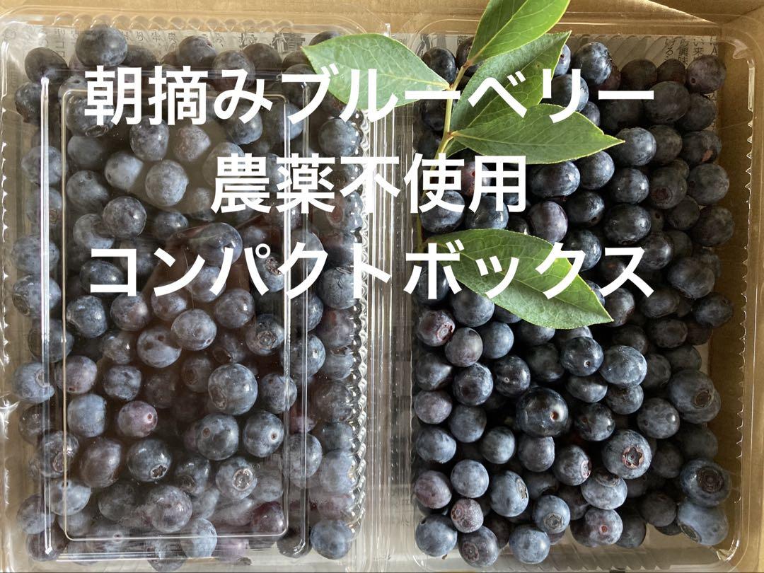 栽培期間中、農薬、不使用栽培、ブルーベリー3キログラム、朝摘みご発送 栽培期間中、農薬、不使用、ブルーベリー3キログラム、朝摘み