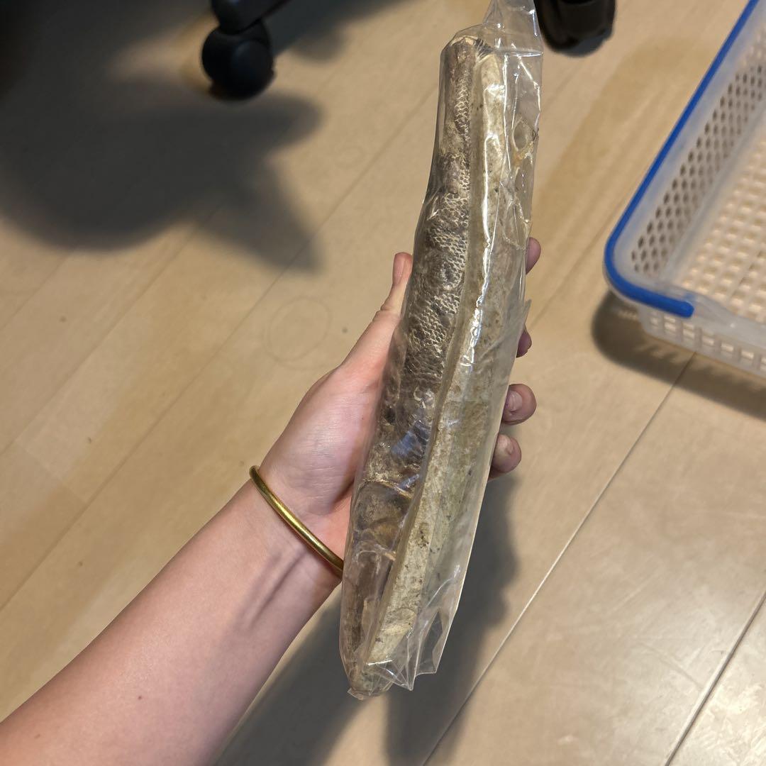 魚標本 透明フィルム包装