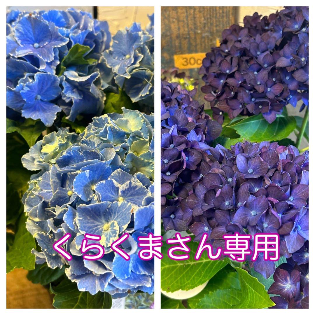 専用商品】 アジサイ リクエストアソート 紫陽花 - 鉢花送料