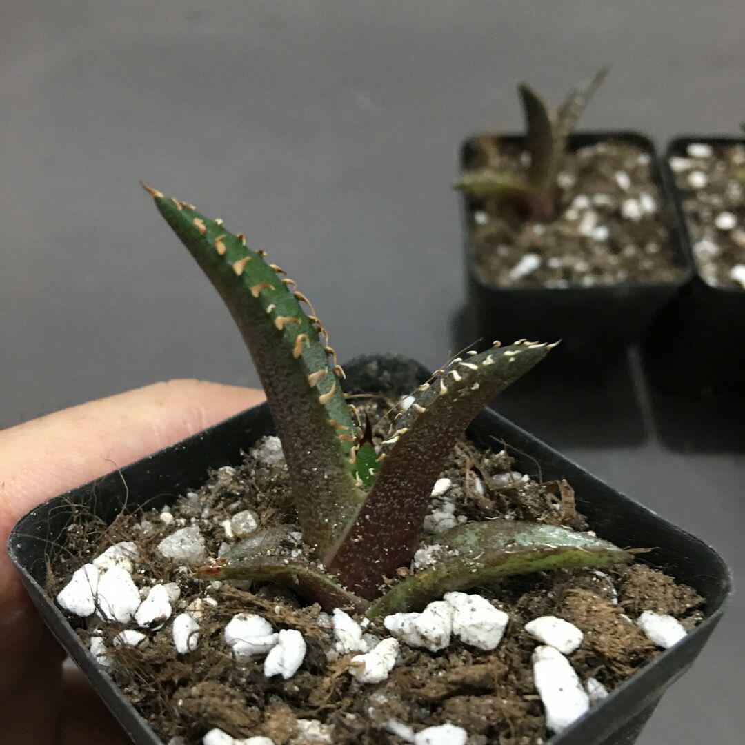 44%割引グリーン系今季一番 専用 多肉植物アガベ・チタノタ・レッドキャットウィーズル/赤猫 極上子株 5株 植物/観葉植物 インテリア・住まい・小物グリーン系-WWW.ZVORNIKDANAS.COM 44%割引グリーン系今季一番 専用 多肉植物アガベ・チタノタ・レッドキャットウィーズル/赤猫 極上子株 5株 植物/観葉植物 インテリア・住まい・小物グリーン系-WWW.ZVORNIKDANAS.COM