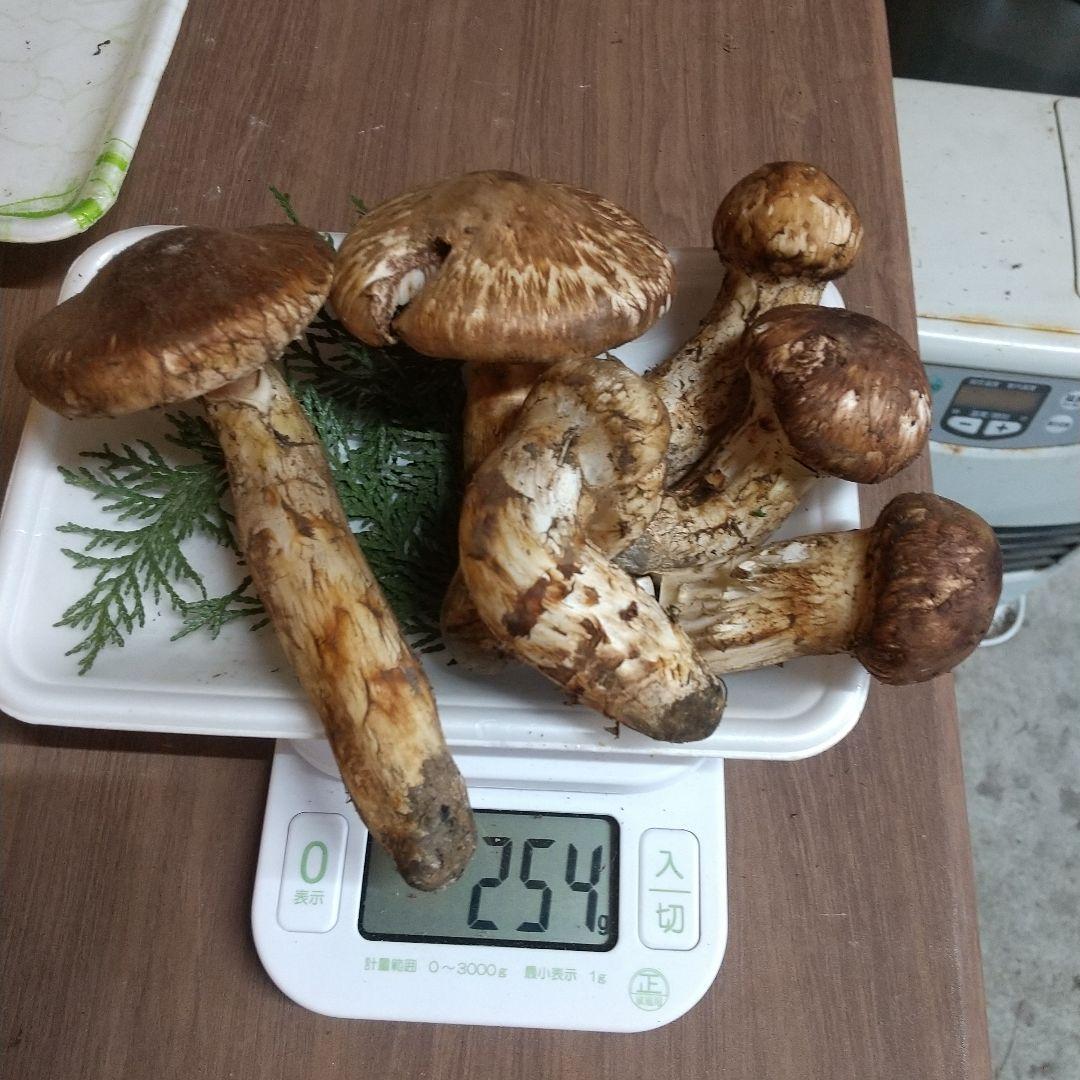 岩手県産　松茸　極上品６本 国産松茸 岩手県三陸から産地直送の新鮮な松茸