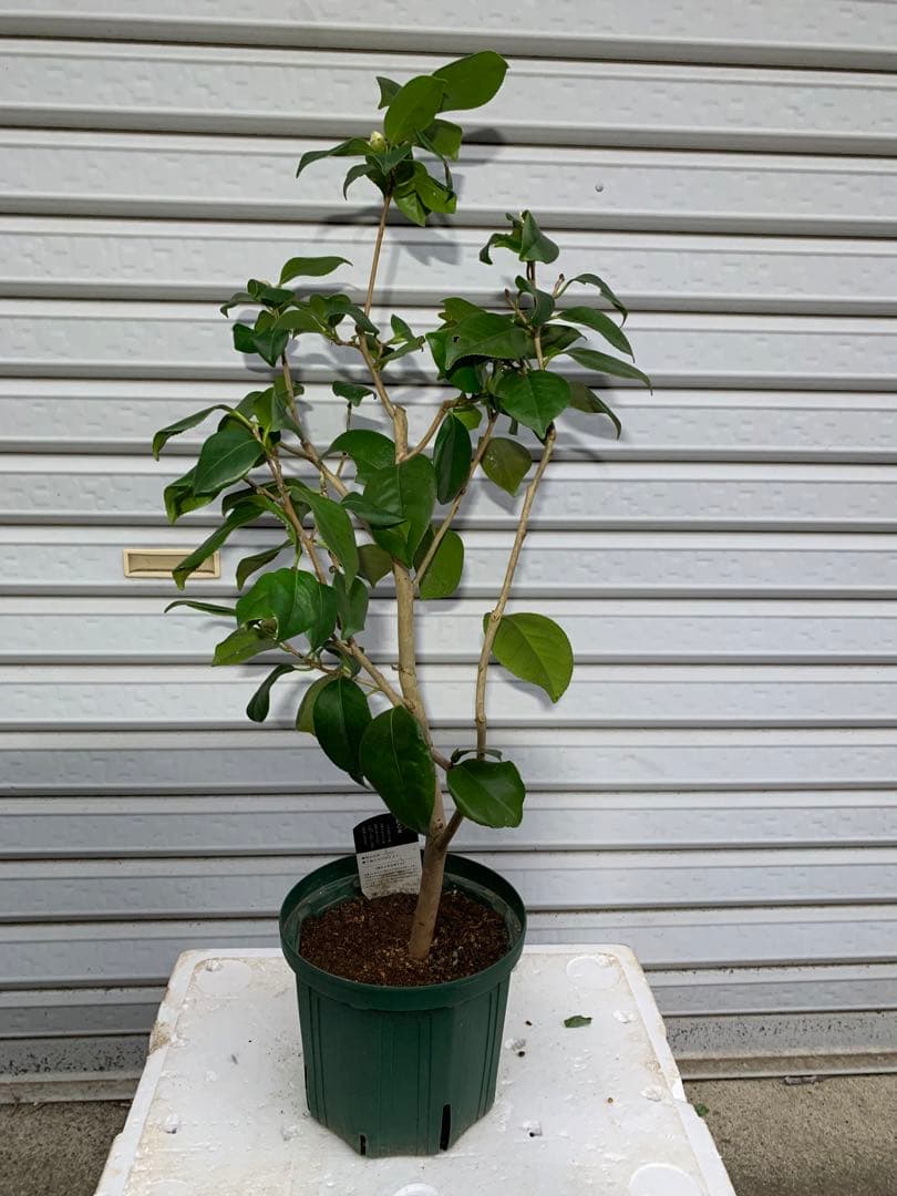 つばき苗木 ツバキ苗