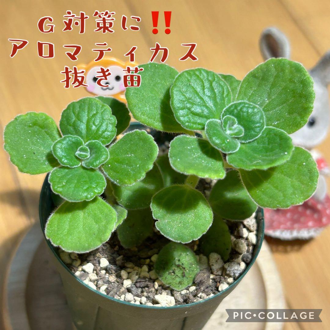 アロマティカス　G対策に‼️ 抜き苗　根付き　2本　おさるさん