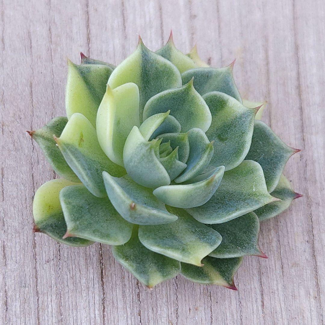 速達付】98 ベンジャミン錦 レア 最上級斑入り カット 多肉植物