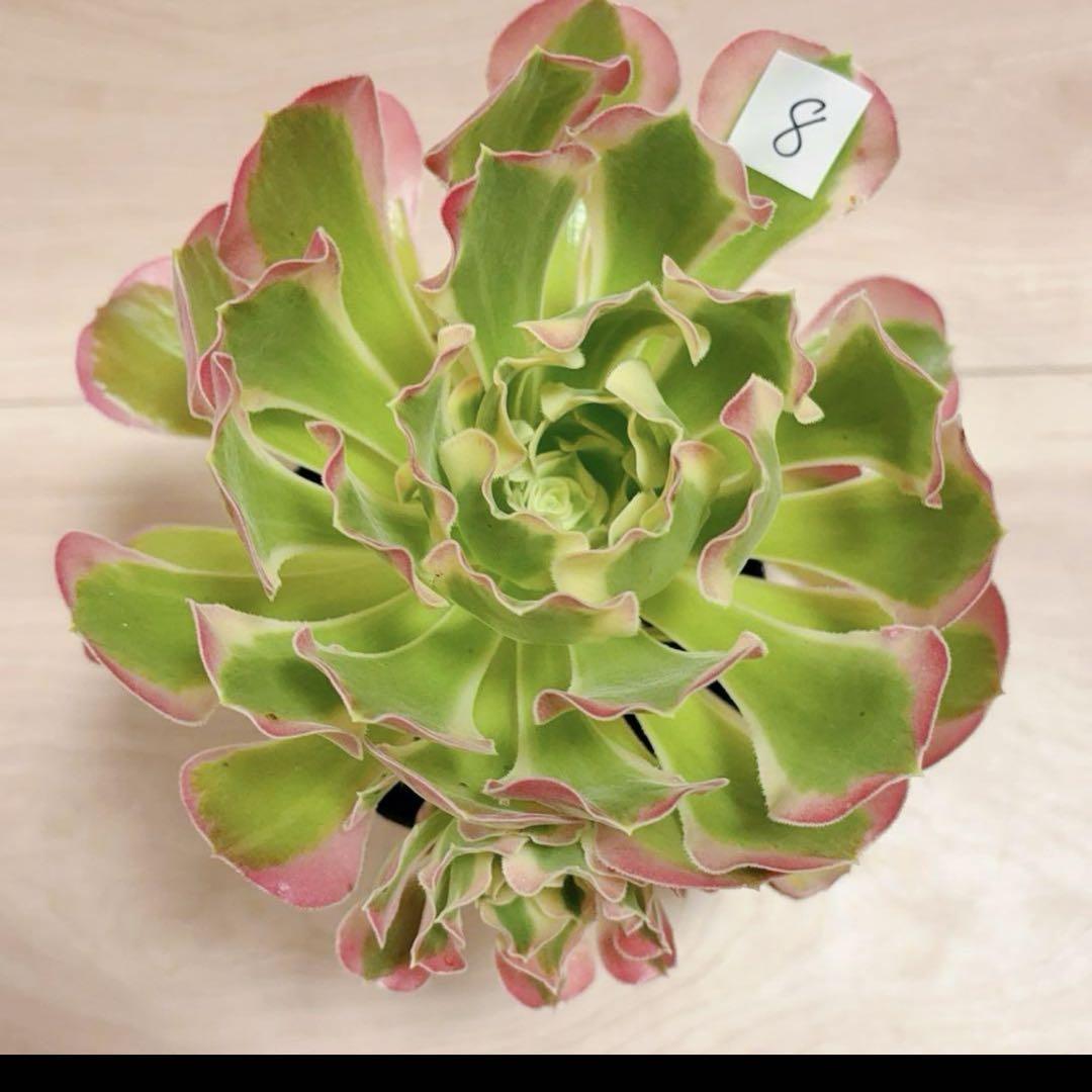 8#多肉植物アエオニウム錦❤️リバーストーン❤️ 1大頭1小頭17cm 拔き苗