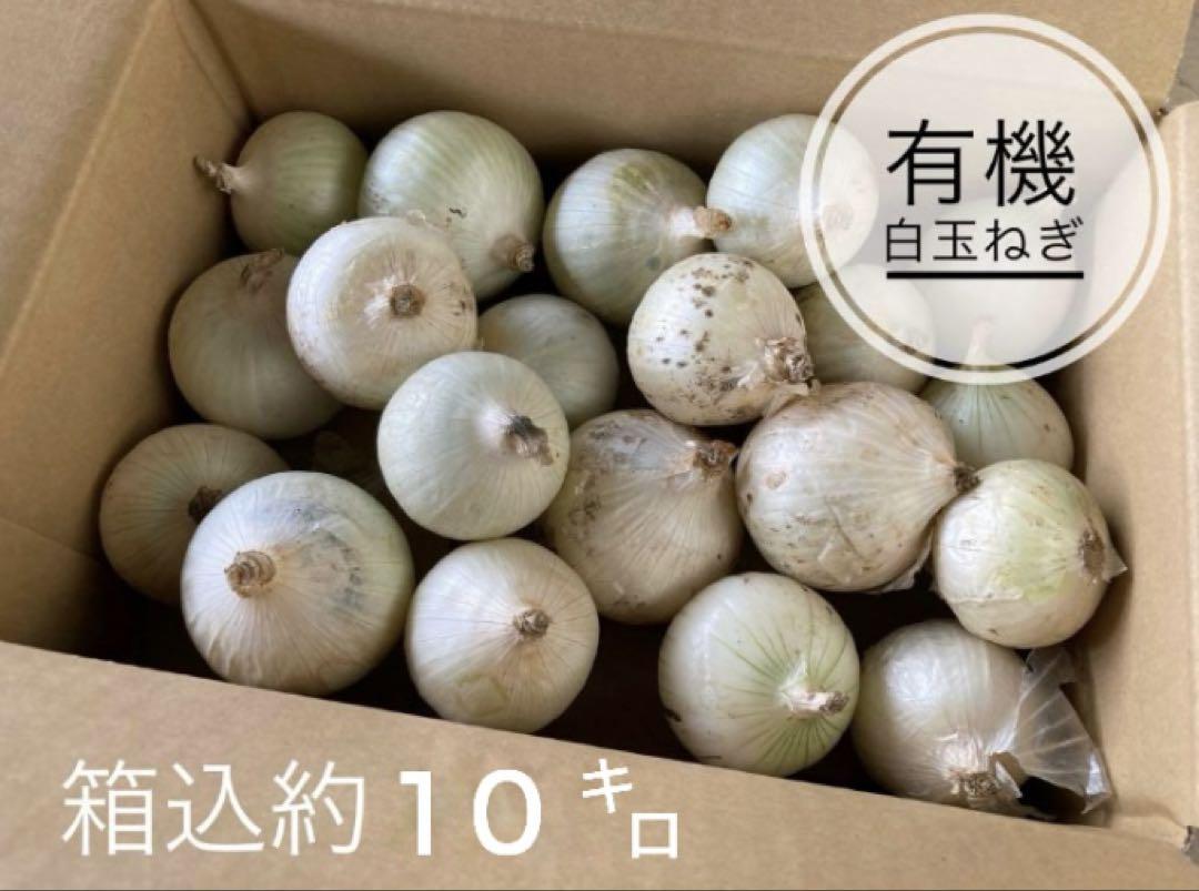 有機白玉ねぎ 約10キロ　香川県産