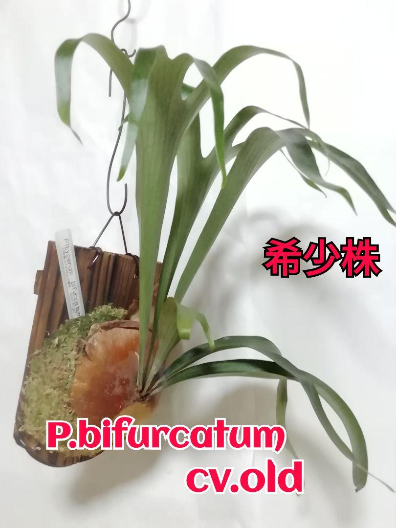 ビカクシダ　P.bifurcatum old type 　希少株