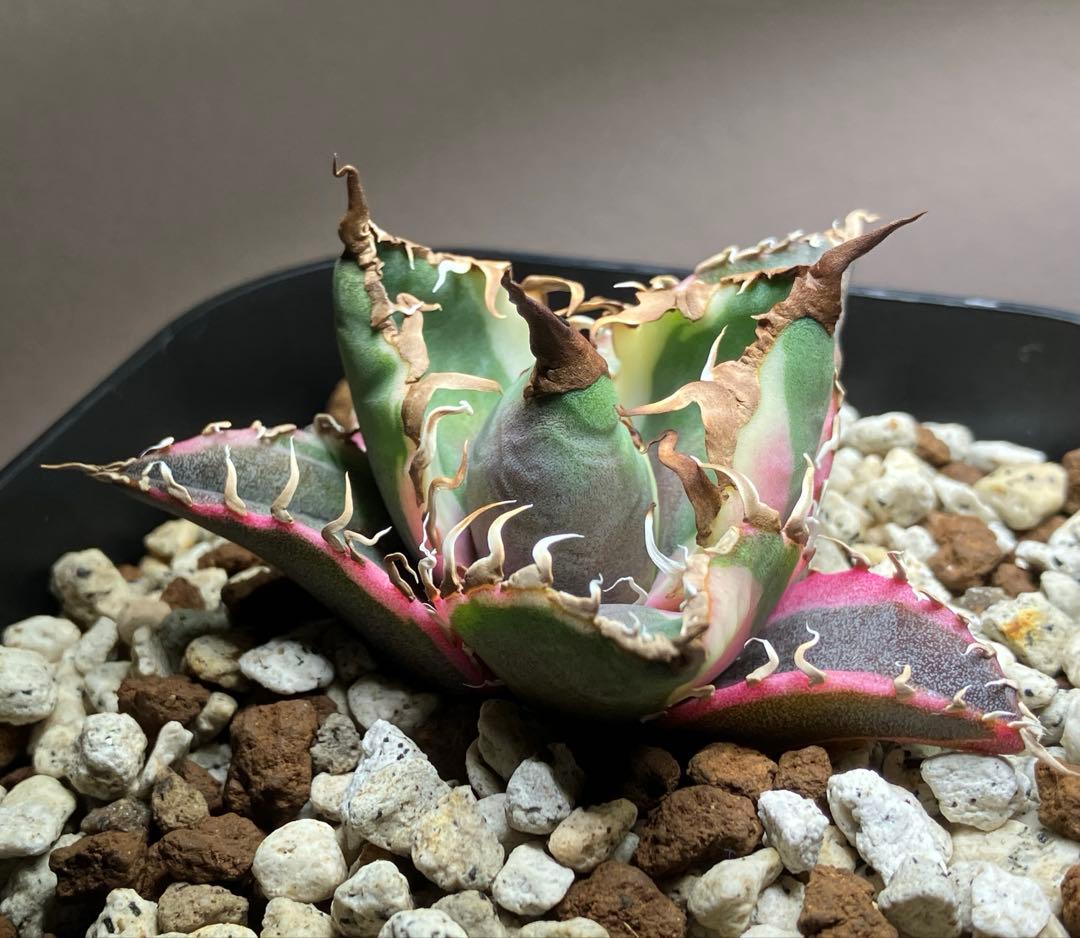 錦フェア【鉢ごと発送】選抜　陽炎　アガベ　チタノタ　シーザー錦　覆輪斑　白　TC