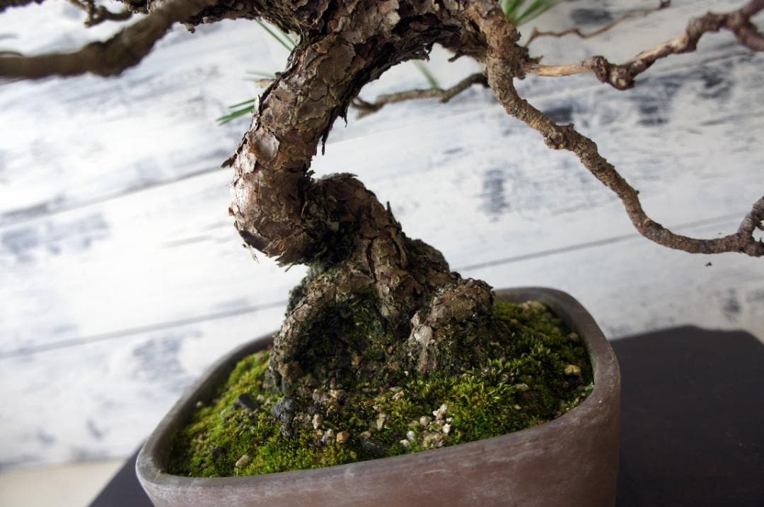 ガーデニング b161