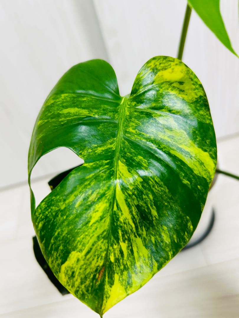 モンステラデリシオーサ イエローマリリン