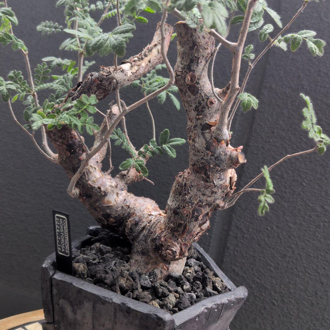 モンストローサ 発根済み