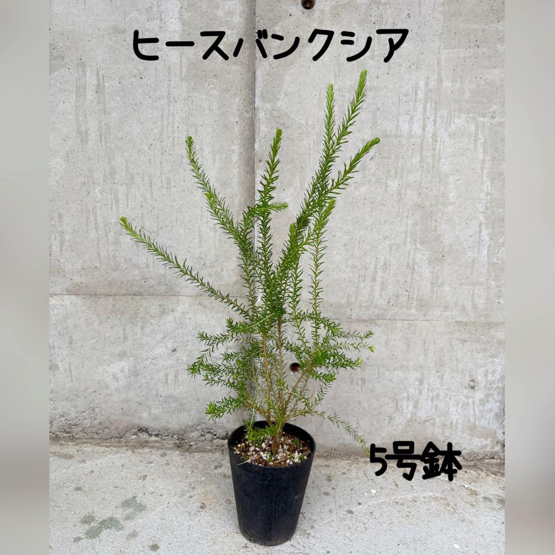 バンクシア　バウエリ　5号 バンクシア バウエリー 5号スリット鉢植え : 苗木部 花ひろば