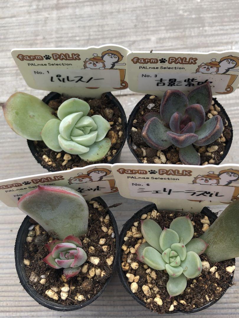 多肉植物 ファームパルク苗♡小苗セット - メルカリ