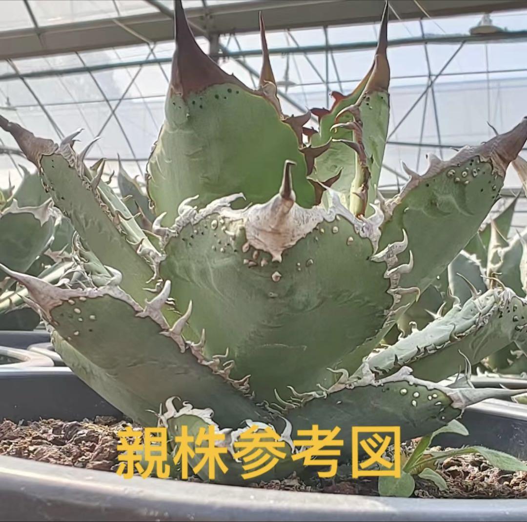Agave shark skin × salmiana v. ferox 2株 アガベ