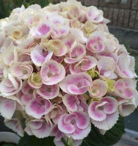 紫陽花　希少くるくる挿し木 紫陽花 希少くるくる挿し木 - メルカリ