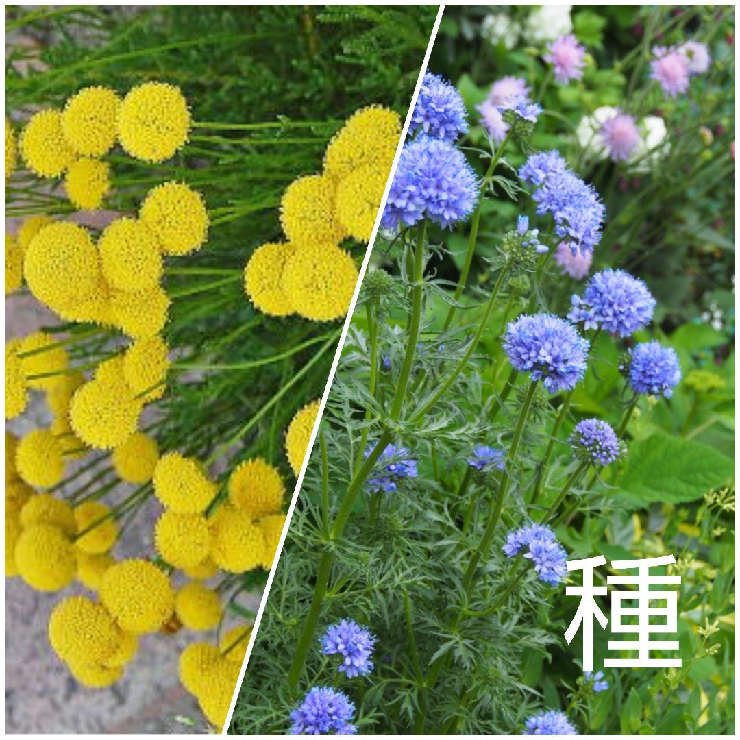 コツラ 花ホタル とギリア レプタンサ 花の種 メルカリ